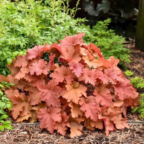 Primo® Peachberry Ice Heuchera