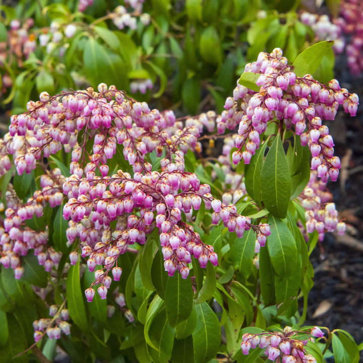 Katsura Pieris
