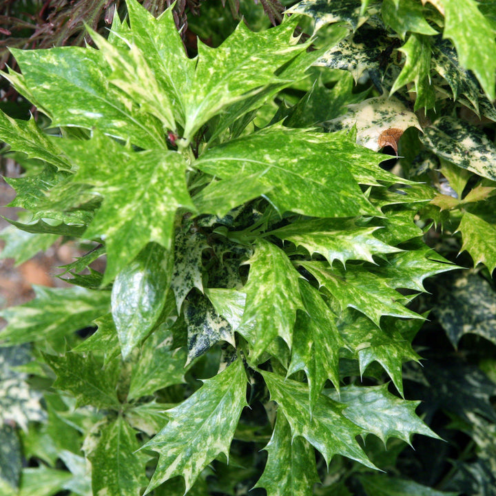 Goshiki False Holly