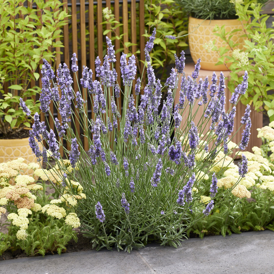 Sensational!® Lavender