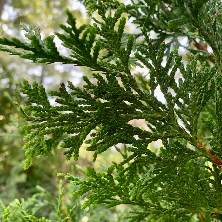 Green Giant Arborvitae