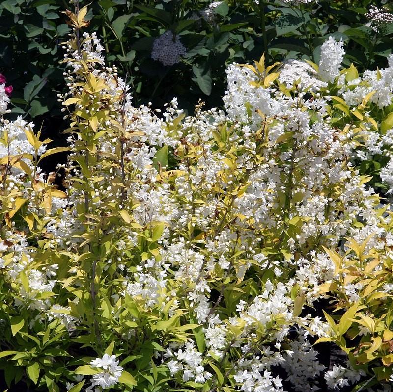 Chardonnay Pearls® Deutzia
