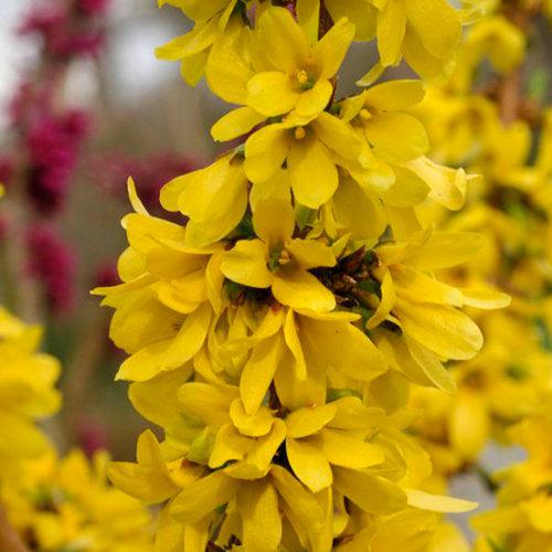 Show Off Starlet® Forsythia