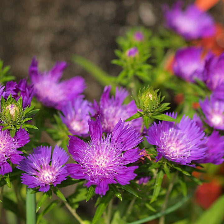 Honeysong Purple Stoke's Aster