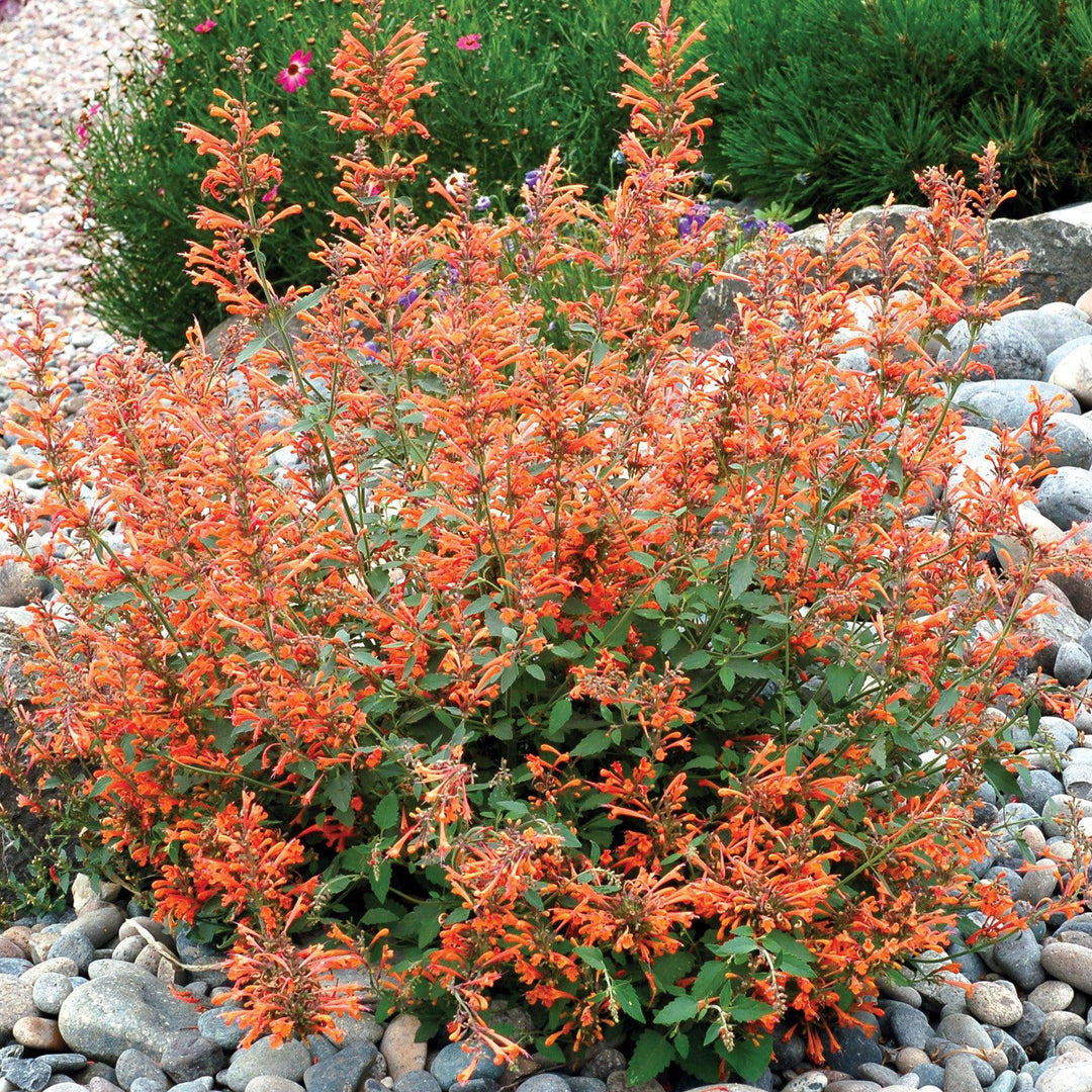 Kudos™ Mandarin Hummingbird Mint, Hyssop