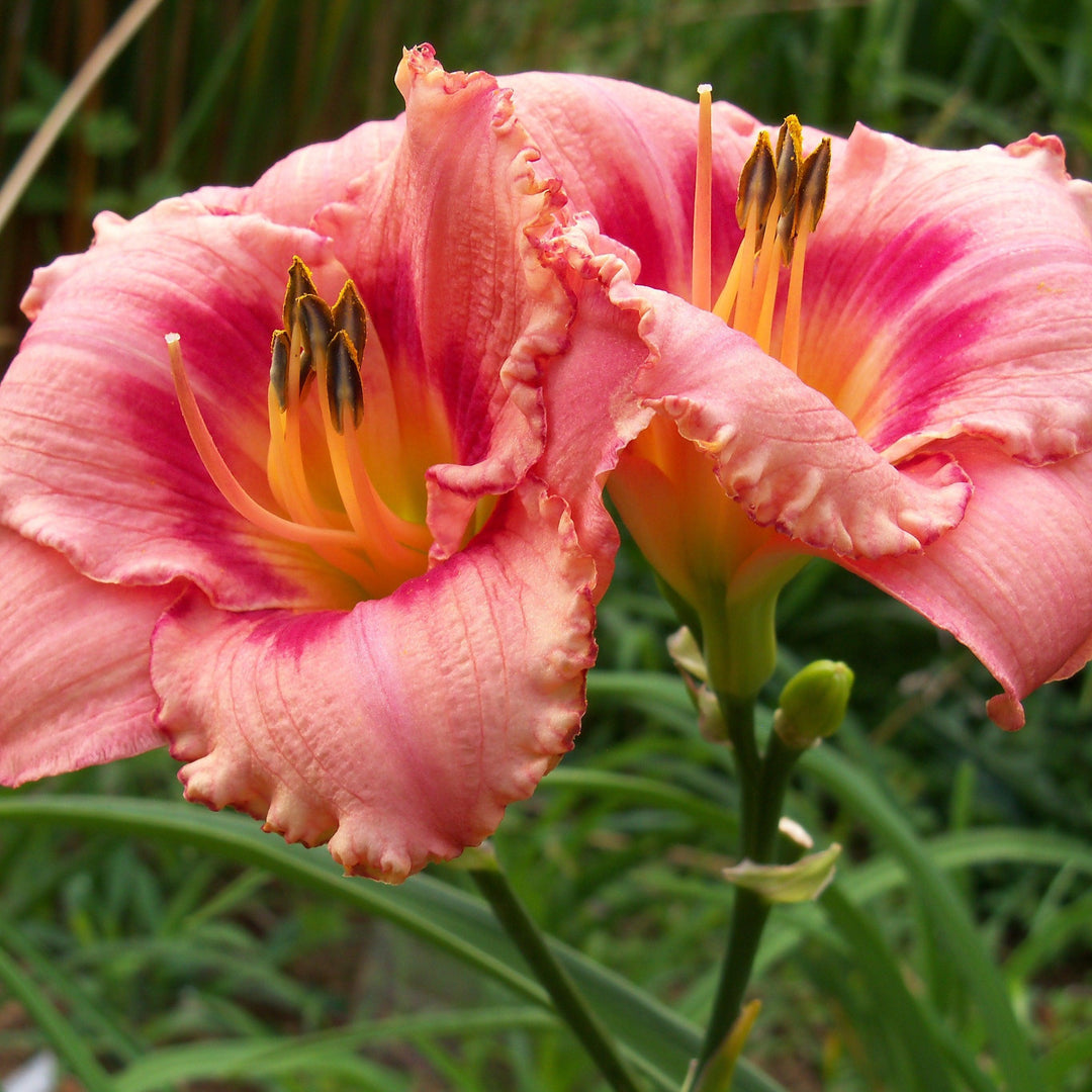 Strawberry Candy Daylily