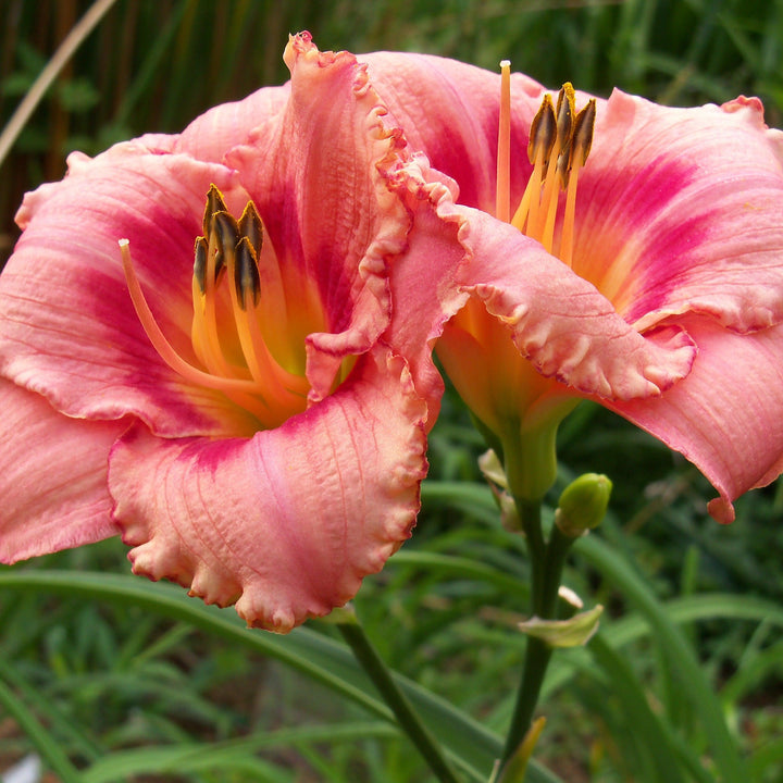 Strawberry Candy Daylily