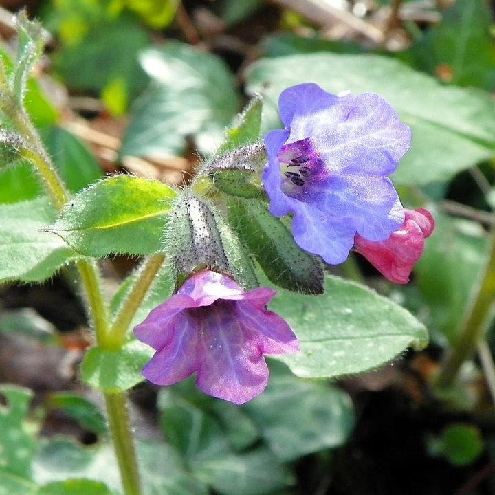 Raspberry Splash Lungwort