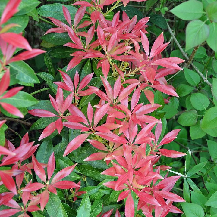 Katsura Pieris