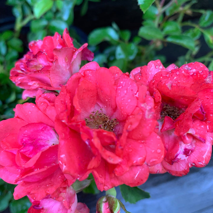 Coral Drift® Rose
