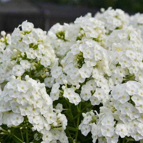 Luminary® Backlight Phlox