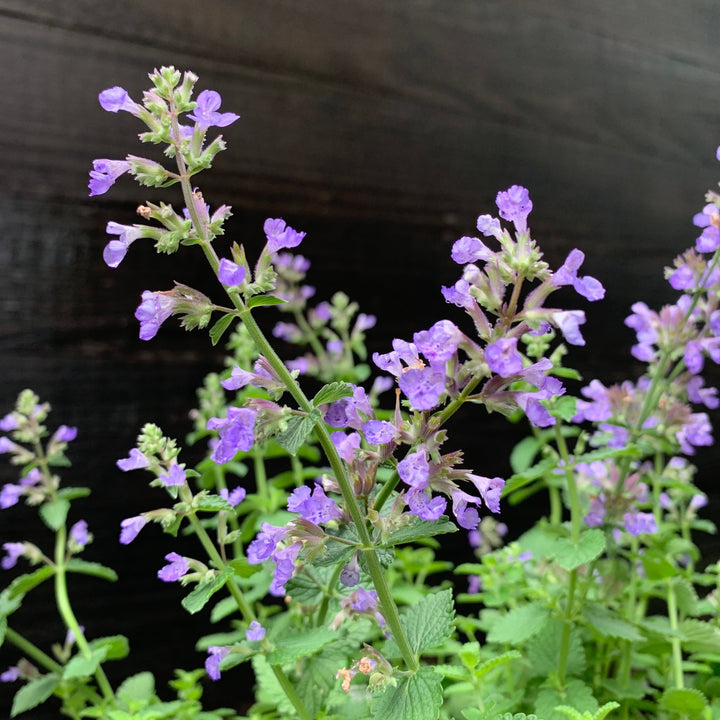 Cat's Pajamas Catmint