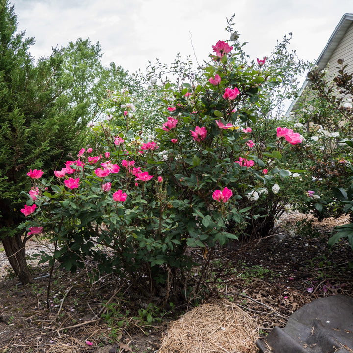 Pink Knock Out® Rose