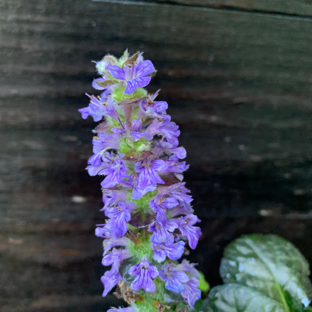 Black Scallop Bugleweed