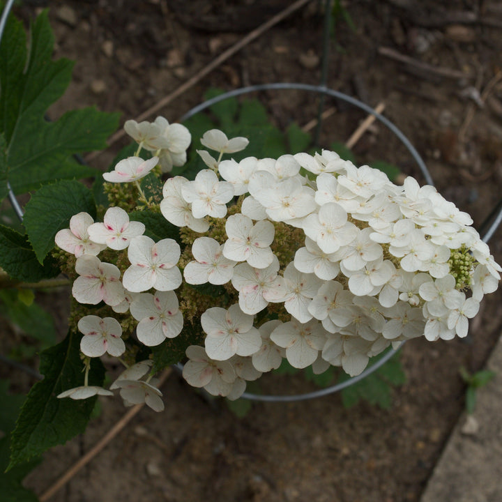 Ruby Slippers Oakleaf Hydrangea