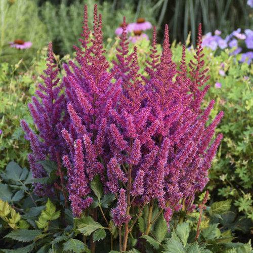 Visions Chinese Astilbe, False Goat's Beard