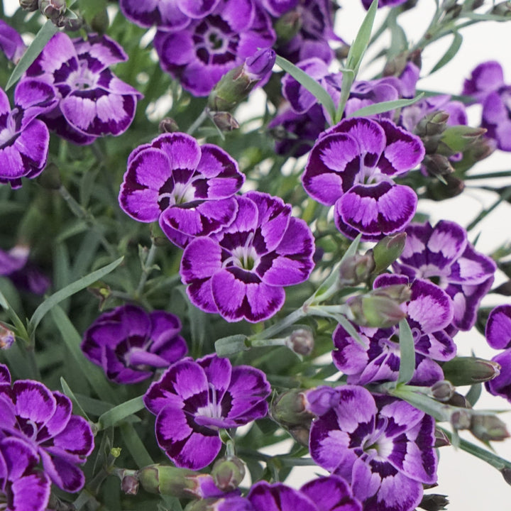 EverLast™ Violet Blue Dianthus