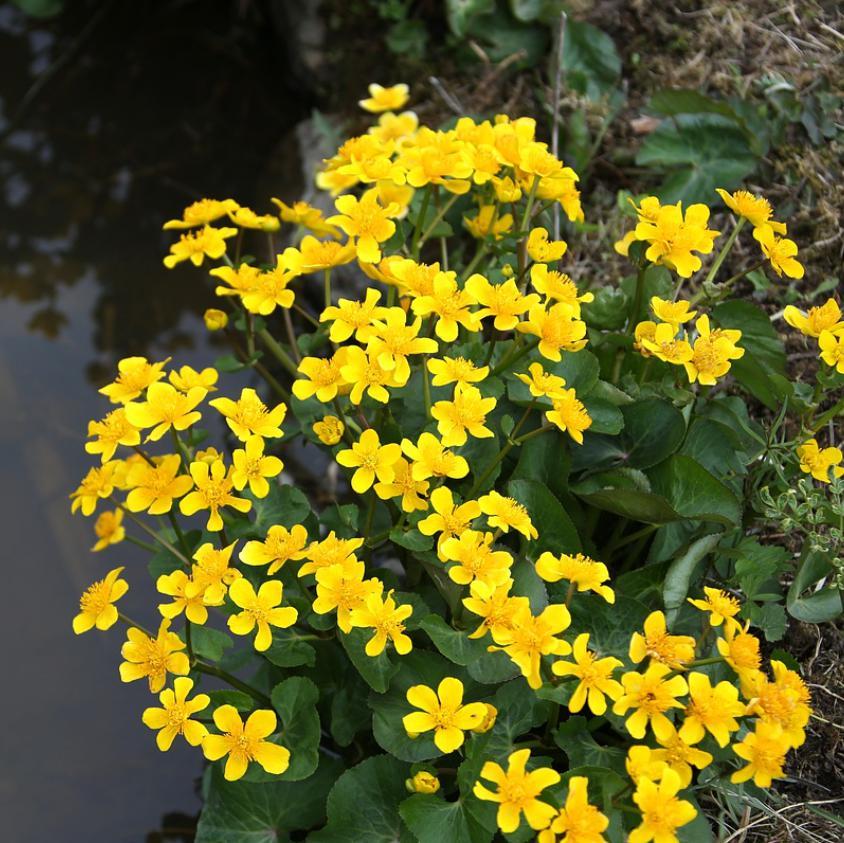 Marsh Marigold