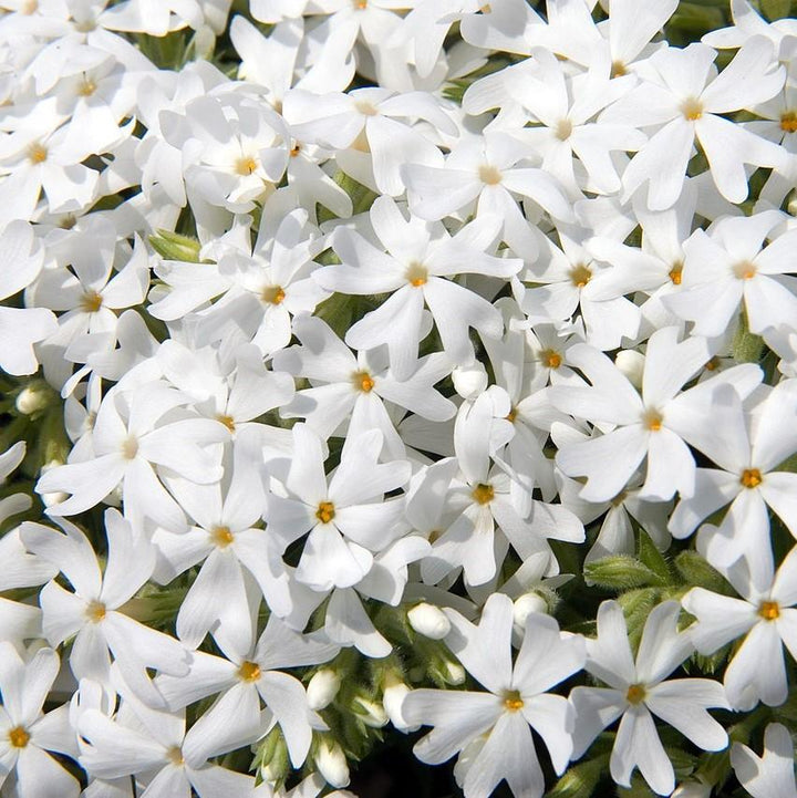 Snowflake Creeping Phlox