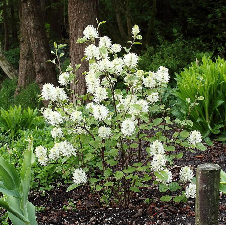 Mount Airy Fothergilla
