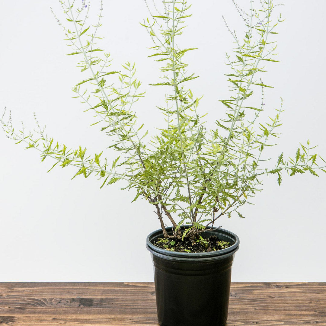 Russian Sage