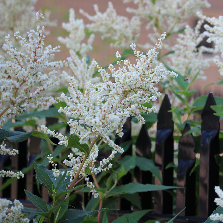 Bridal Veil Astilbe