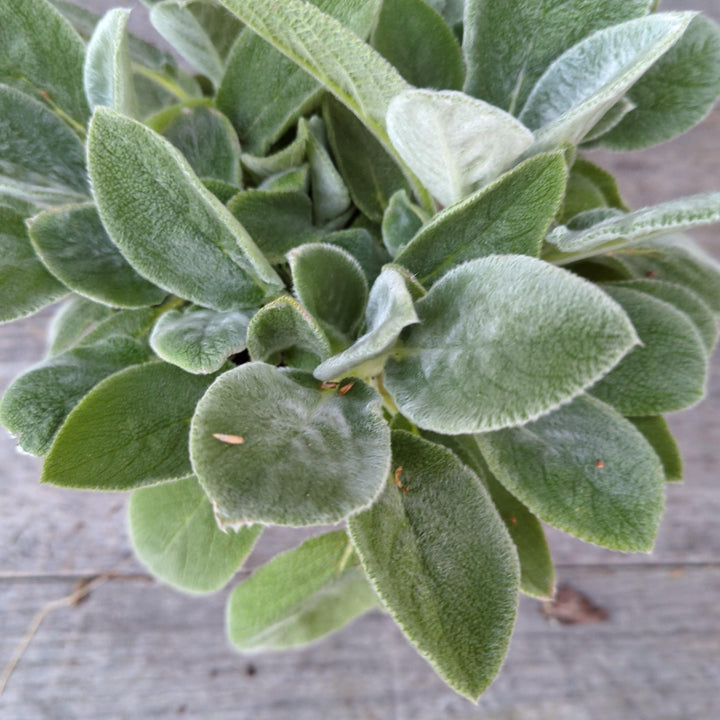 Giant Lamb's Ear