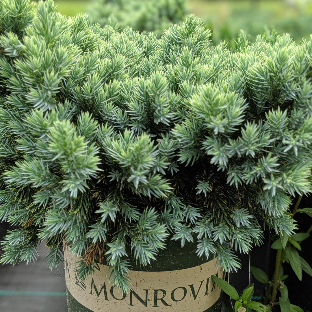 Blue Star Juniper