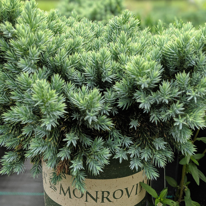 Blue Star Juniper