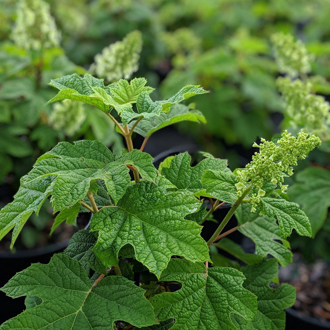 Ruby Slippers Oakleaf Hydrangea