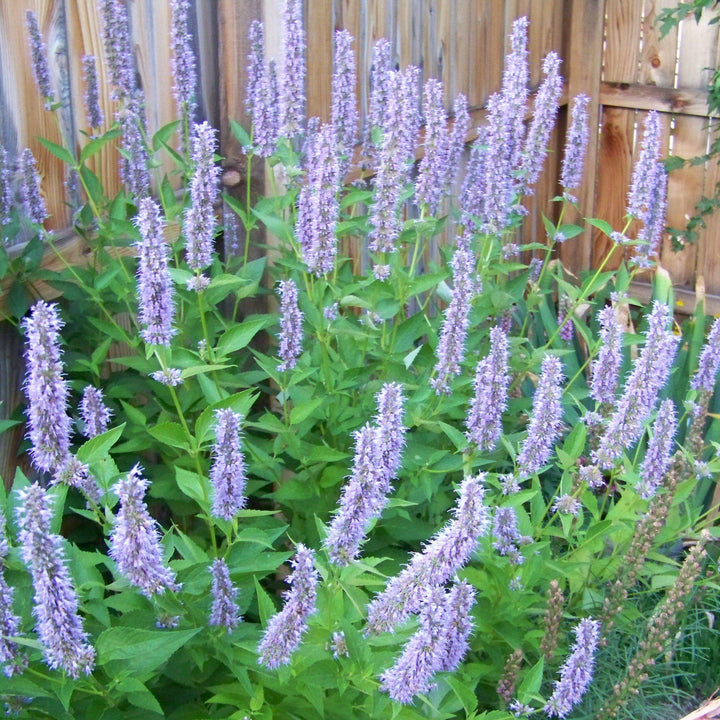 Blue Fortune Giant Hyssop