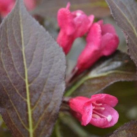 Spilled Wine® Weigela