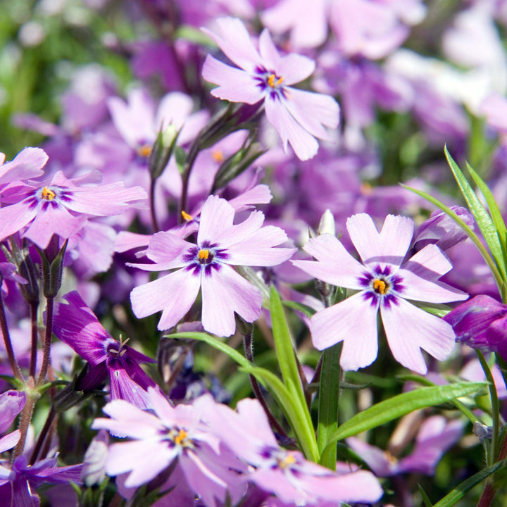 Purple Beauty Creeping Phlox