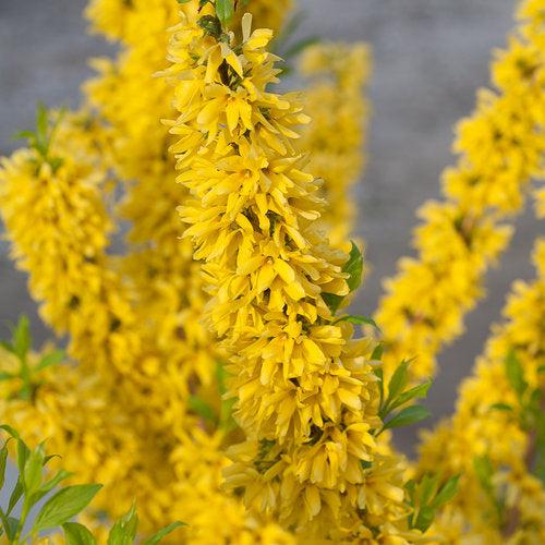 Show Off® Forsythia