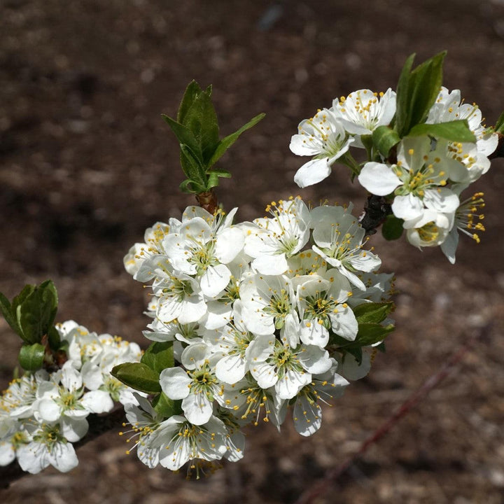 Beach Plum