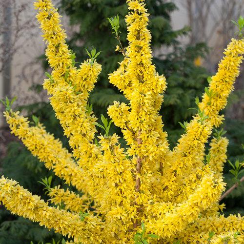 Show Off® Forsythia