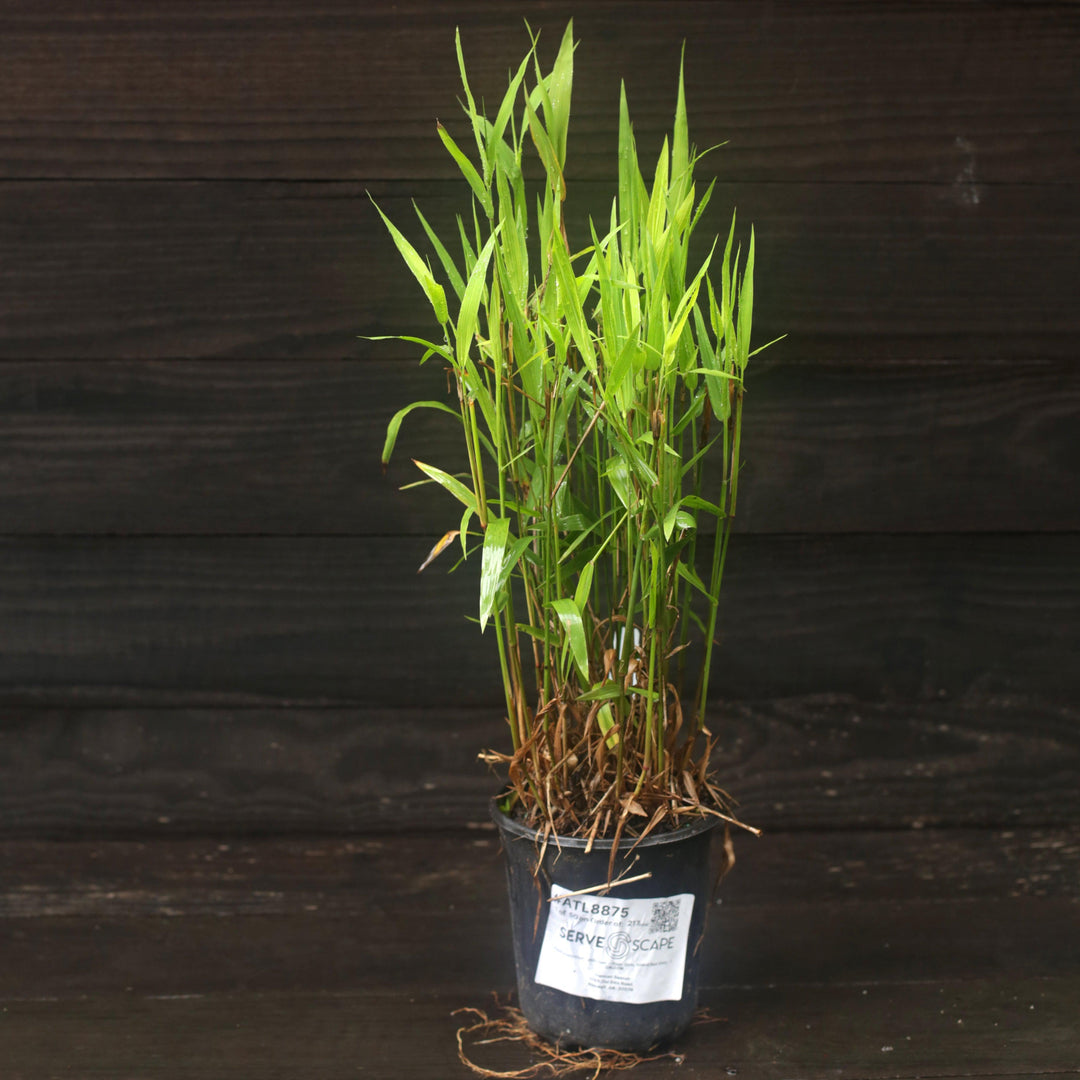 River Oats, Inland Sea Oats