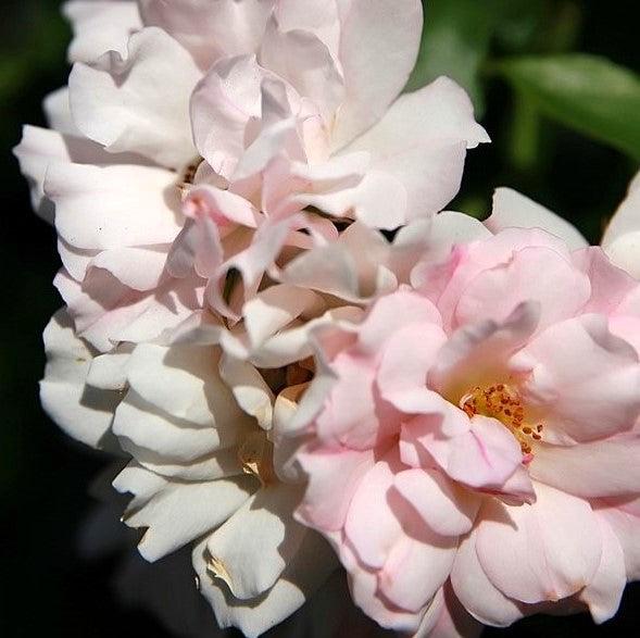 Flower Carpet® Appleblossom Rose