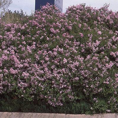 Palibin Korean Lilac