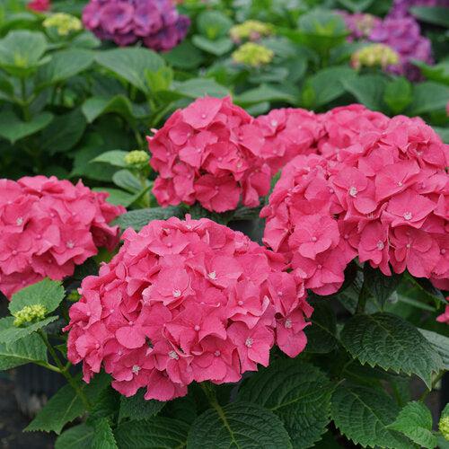 Let's Dance® Big Band® Hydrangea