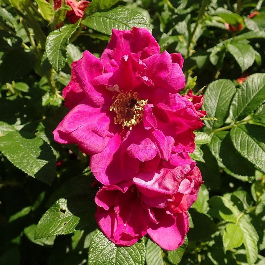 Purple Pavement Rugosa Rose