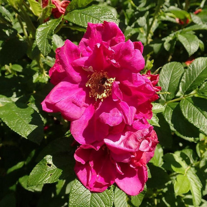 Purple Pavement Rugosa Rose