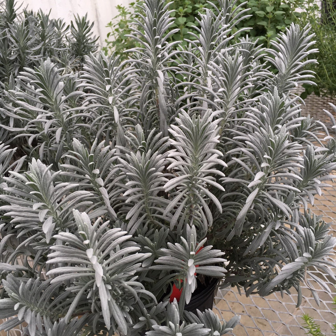 Sensational!® Lavender