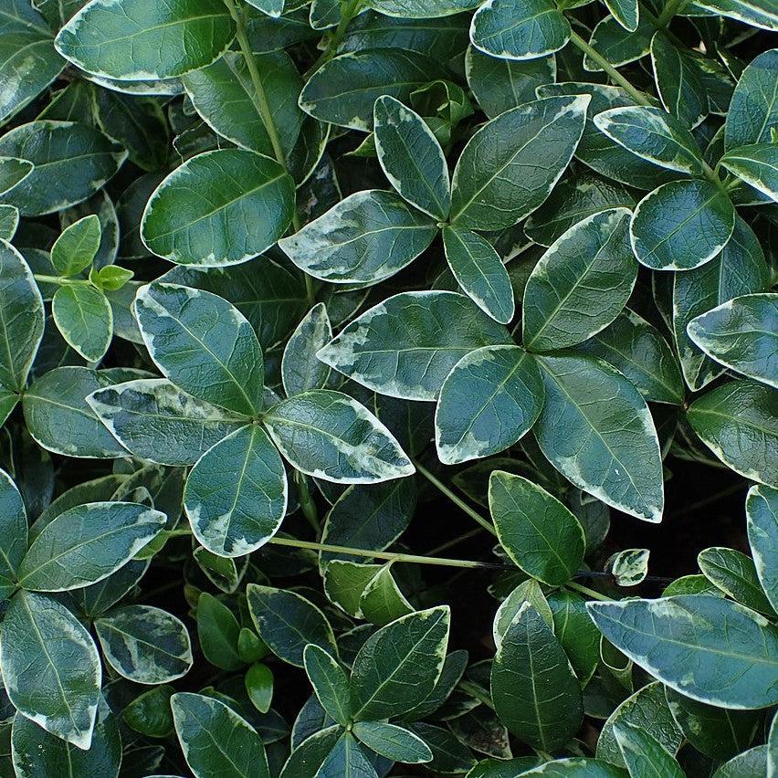 Ralph Shugert Periwinkle