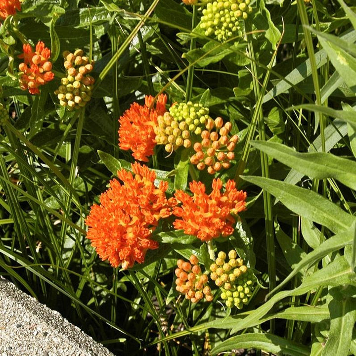 Butterfly Weed