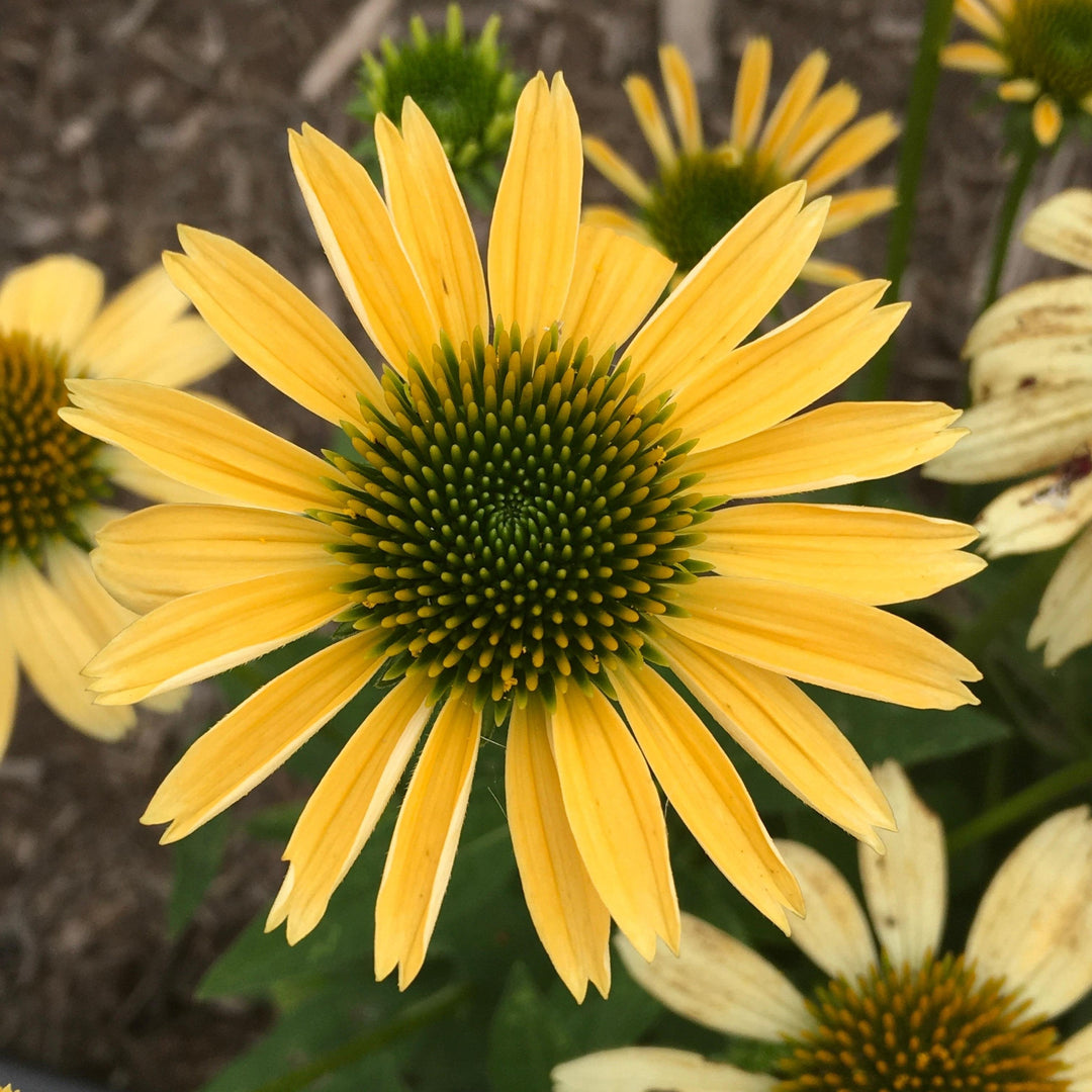 Mellow Yellows Echinacea