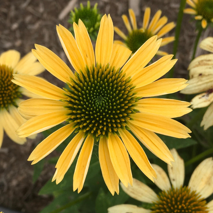 Mellow Yellows Echinacea