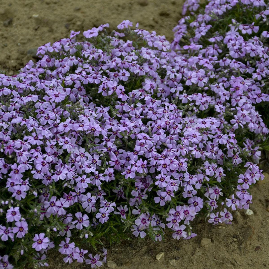 Phlox subulata 'Eye Candy'  - Eye Candy Creeping Phlox