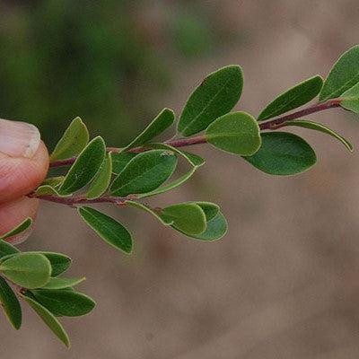 Massachusetts Bearberry