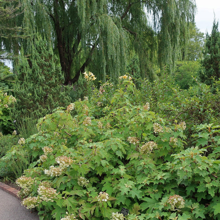 Alice Oakleaf Hydrangea